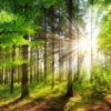 Gérer les forêts de manière plus vertueuse
