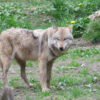 2 nouvelles attaques du loup à Briquenay !