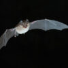 Une espèce de chauve-souris observée pour la première fois dans la Région grand Est !