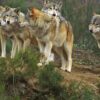 Le préfet autorise les tirs d’effarouchement contre le loup
