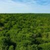 La 2ème campagne de mécénat pour la création d’îlots forestiers en libre évolution lancée par la Région Grand Est