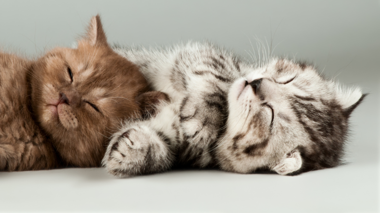 image de deux chats mignons endormis