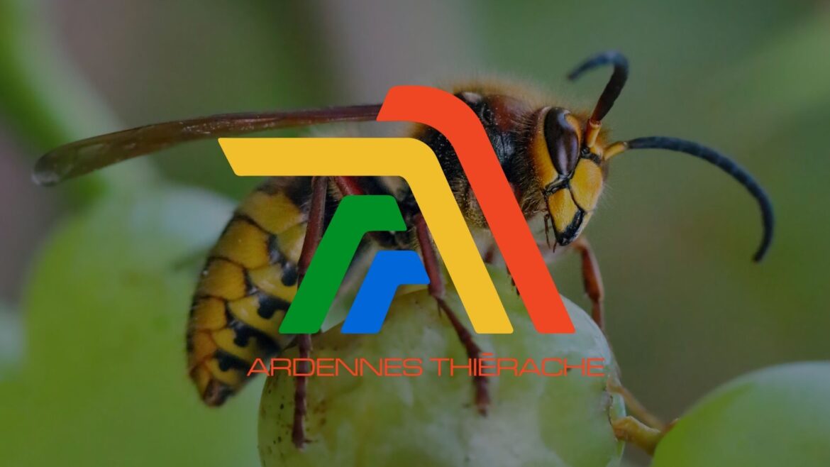Ardennes-thierache-frelon-asiatique
