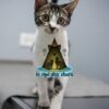 Adoption animale : offrir une seconde chance à des chats en quête d’un foyer