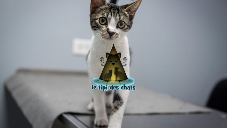 Photo d'un chat et logo de l'association "Le tipi des chats"